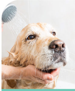 Learn to bath and groom dogs