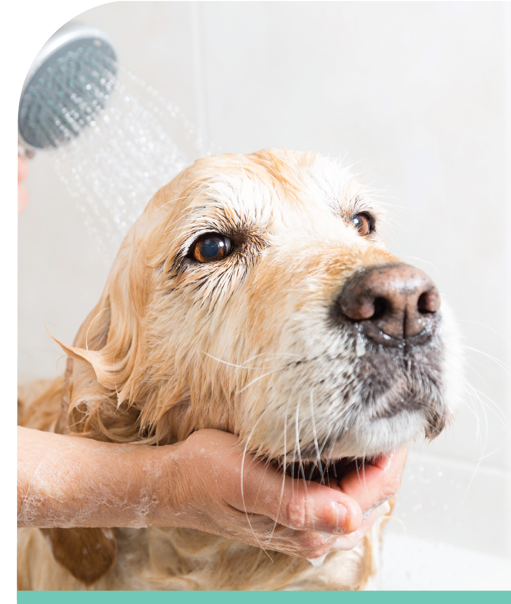 College Courses With Dogs And Cats College Courses With Dogs And Cats