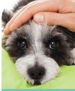 Basic Pet First Aid Course Online