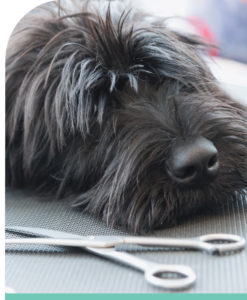 Grooming Different Breeds