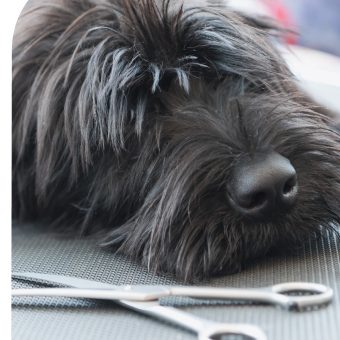 Grooming Different Breeds