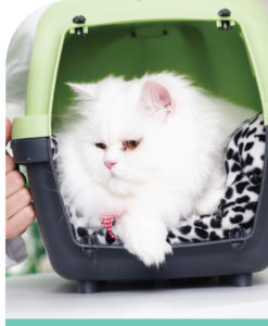 Animal Studies Short Course