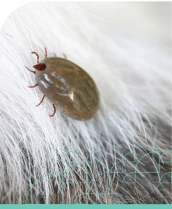 Animal Care Short Course