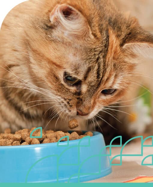 Close-up of a cat eating dry pet food from a blue bowl.