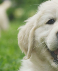 certificate ii in animal studies