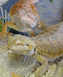 Certificate in Exotics Care