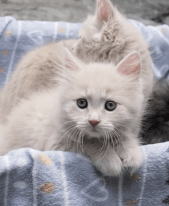 Certificate in Shelter Care and Rescue