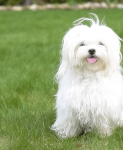 Advanced Certificate in Animal Care and Welfare