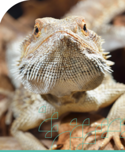 Care of Reptiles