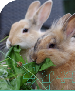 Rabbits & Rodents