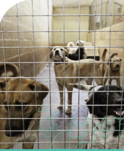 Animal Welfare