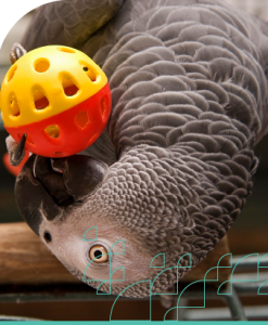 Care of Birds