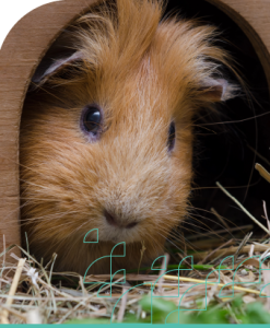 Enrichment Planning