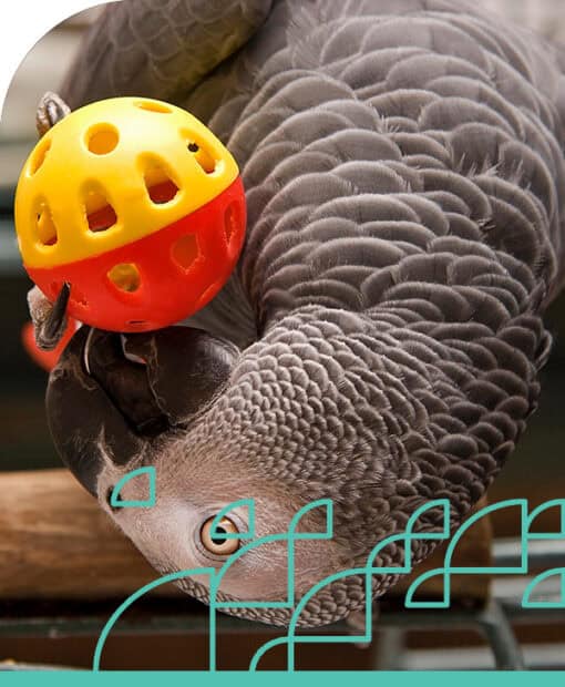 Parrot with toy, demonstrating bird care techniques.
