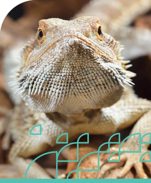 Close-up of a bearded dragon's face showing detailed scales and spines.