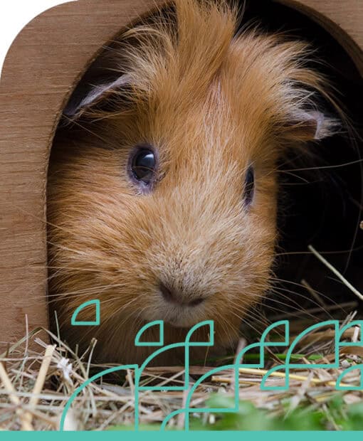 Guinea pig peeking out from an enrichment hideout for mental stimulation.