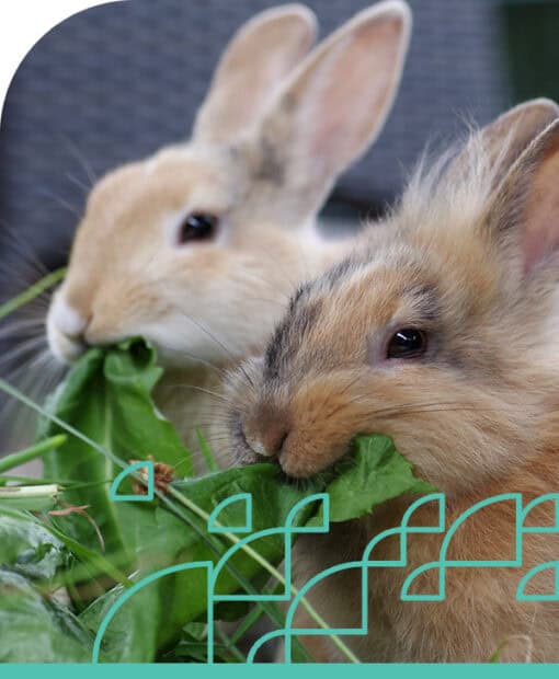 Australian College of Animal Care.