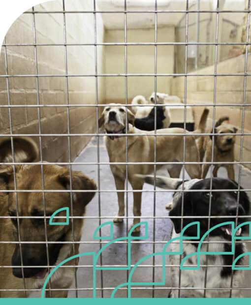 Animal welfare in shelter kennels with dogs awaiting adoption.
