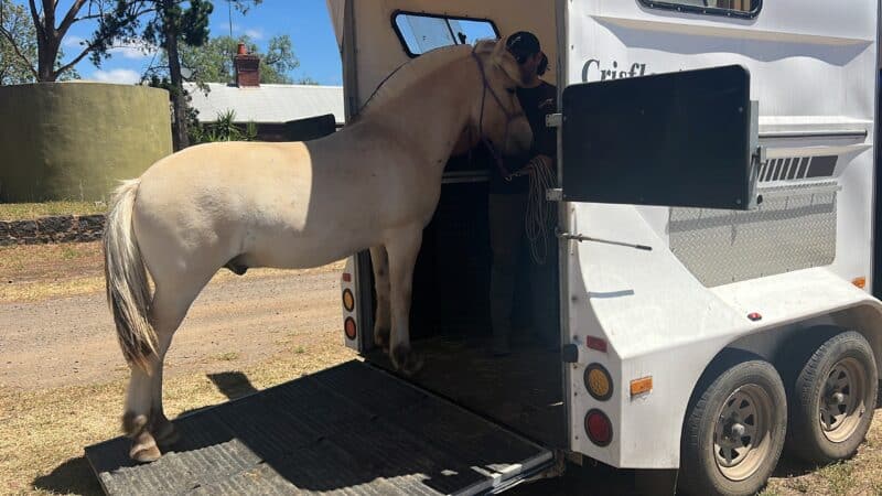 Horse being loaded into a horse trailer for training or transport.