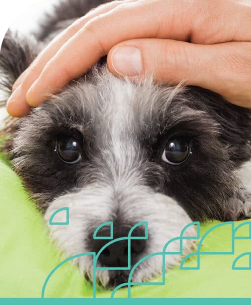 First aid for puppy eye injuries and emergencies.