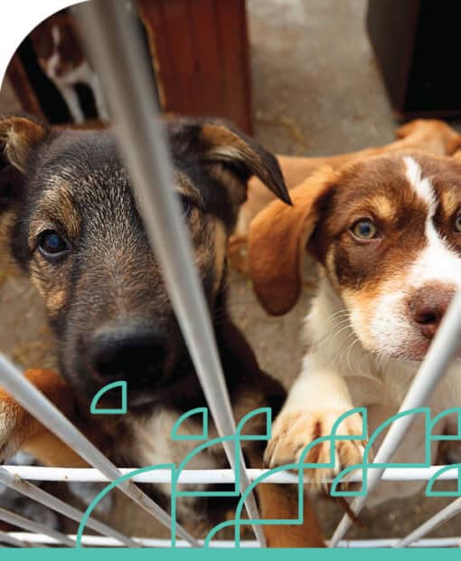 Two puppies behind a wire fence, learning about animal husbandry.