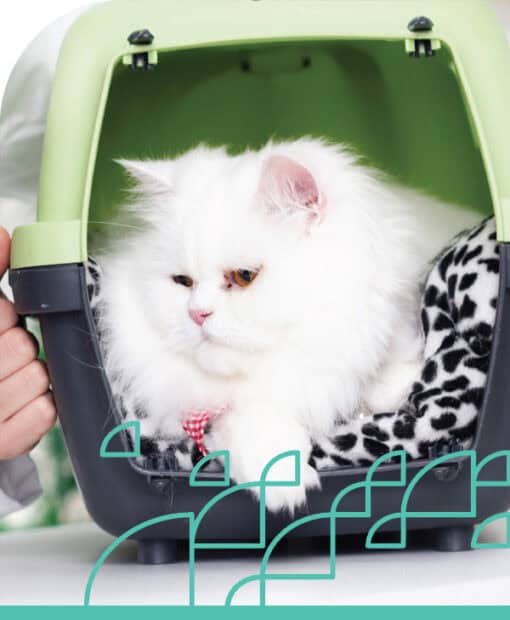 Animal handling in a secure carrier for safety.