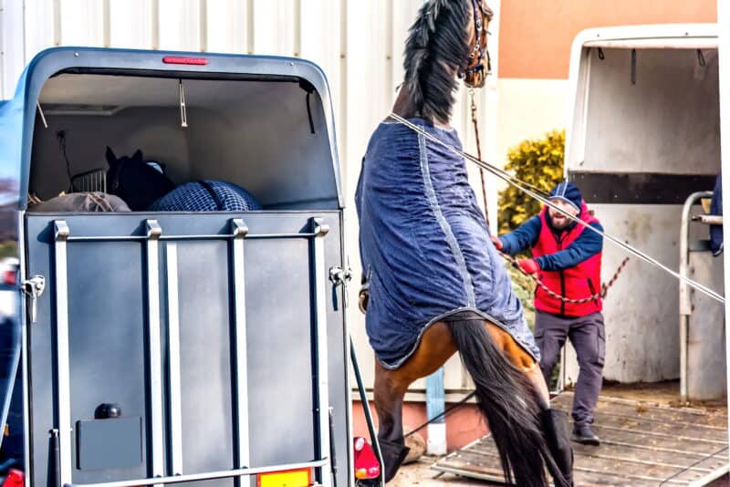 Horse being loaded into a trailer at a stable.