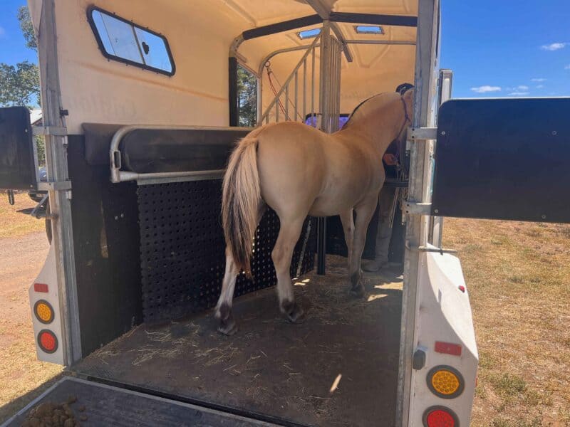 Palomino horse inside a horse trailer ready for transport.