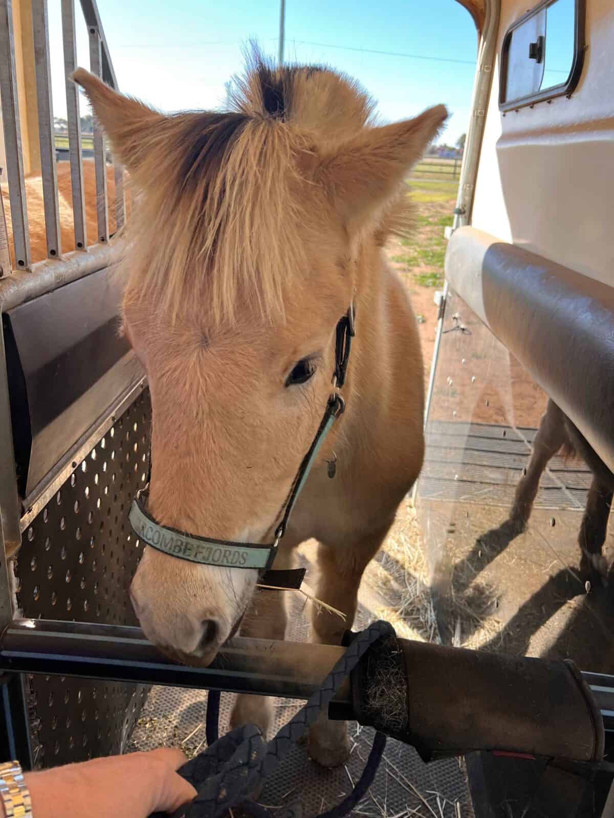 Palomino horse in a horse trailer with a halter, ready for transport.
