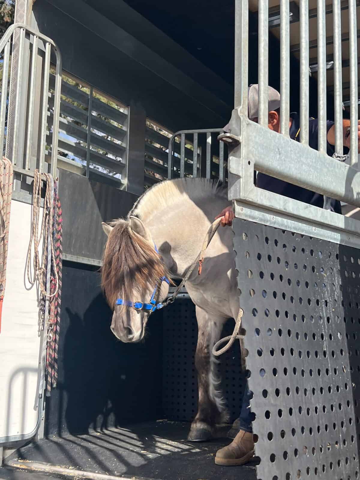 Young girl feeding a horse from a stable door at an animal care facility.