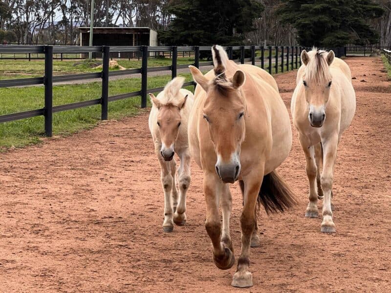 Three horses walking in a paddock at Australian College of Animal Care.