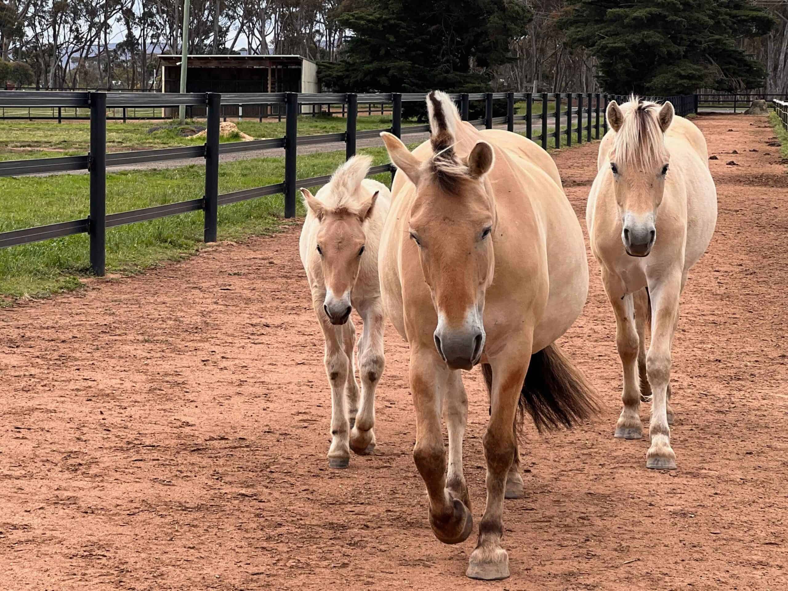 Three horses walking in a paddock at Australian College of Animal Care.