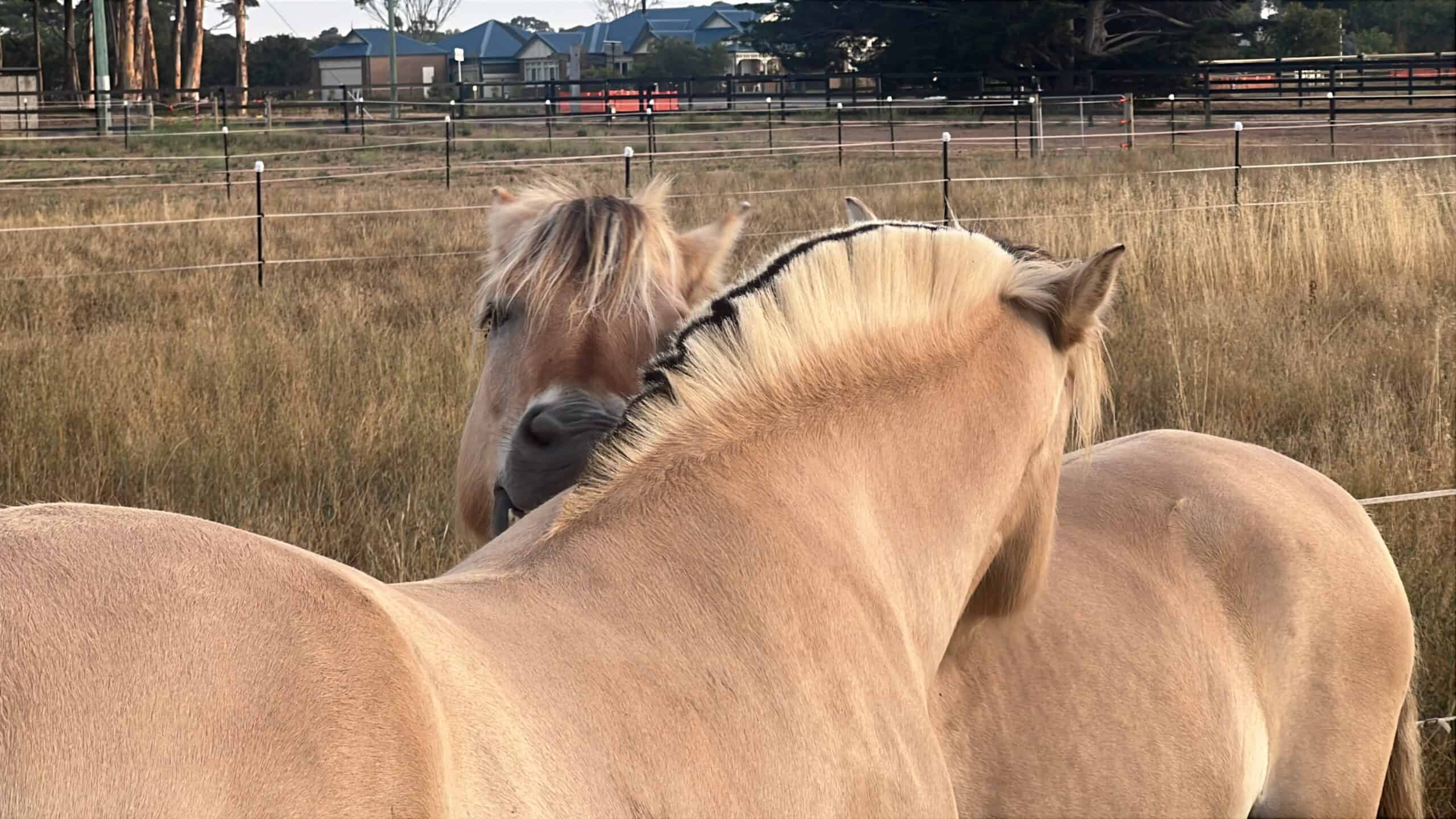 Two horses grazing peacefully in a paddock with a rural background.